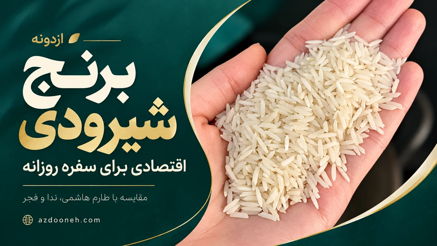 برنج شیرودی ازدونه داخل دست؛ کاور راهنمای مقایسه با طارم هاشمی، ندا و فجر